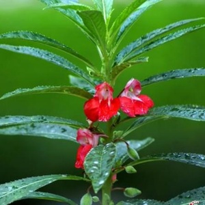 โรงงานผลิตผงเฮนน่าบริสุทธิ์สำหรับย้อมผมและศิลปะบนร่างกาย - Product Image 3