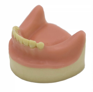 Modelos dentales, materiales educativos, modelos de anatomía Dental - Product Image 3