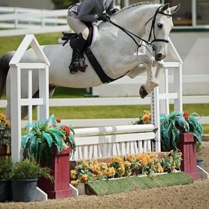 Set di Ostacoli Moderni per Salto Equestre con Design Classico a Ferro di Cavallo per Scuole di Equitazione e Competizioni di Salto Ostacoli - Product Image 4