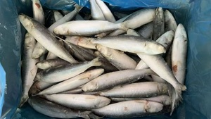 X26228 Sardine, poisson de fabrication, surgelé <span class=keywords><strong>en</strong></span> mer, meilleur prix, sardine à capture légère pour le marché, sardine surgelée IQF, 60-80 pièces - Product Image 4