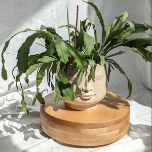 <span class=keywords><strong>Support</strong></span> <span class=keywords><strong>pour</strong></span> plante en bois de bambou de 13 pouces avec roues cachées <span class=keywords><strong>Support</strong></span> <span class=keywords><strong>pour</strong></span> plante roulante robuste Chariot à rouleaux <span class=keywords><strong>pour</strong></span> plante ronde <span class=keywords><strong>pour</strong></span> intérieur - Product Image 1