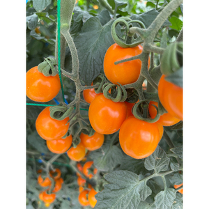 Exportation de tomates cerises succulentes fraîches Fruits frais de haute qualité - Product Image 2