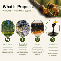 BEEHALL Concentré Liquide de Propolis pour Ingrédient de Formulation de Compléments Alimentaires – Vente en Gros