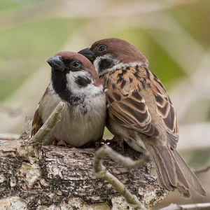 Moineau <span class=keywords><strong>nichoir</strong></span> - Product Image 6