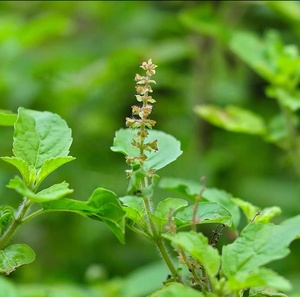 KAIYANGE Meilleure vente feuille de basilic sacré séché feuille de <span class=keywords><strong>Tulsi</strong></span> feuille Ocimum Sanctum sachet de thé coupé TBC thé coupé T-CUT infusions d'herbes en vrac - Product Image 4