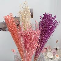 Bunga Kering Kacang Akasia Grosir Multi-Warna Buket Buah Kacang Kaya Kustom Lucky Berry untuk Dekorasi Mewah Rumah Pernikahan Pesta