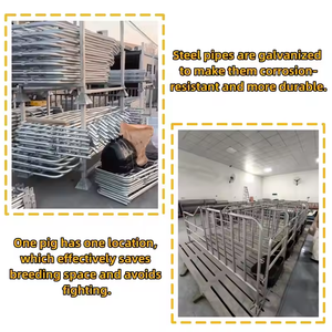 Gran oferta, bolígrafo de gestación de cerda galvanizado con alimentador para casa de cerdo, corrales de gestación de Cerda, cajas para cerdos - Product Image 4
