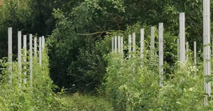 Bán buôn mạ kẽm 3D mô hình kim loại vườn hàng rào sơn tĩnh điện kết thúc PVC Sắt thép nho cổ phần cực <span class=keywords><strong>trellis</strong></span> cho thiên nhiên - Product Image 6