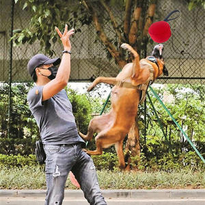 Jouet interactif <span class=keywords><strong>pour</strong></span> <span class=keywords><strong>chien</strong></span> à vibration électrique, avec poignée robuste, durable, écologique, étanche IP67, <span class=keywords><strong>pour</strong></span> l'entraînement - Product Image 5