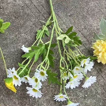 16 Têtes de Camomille Blanche