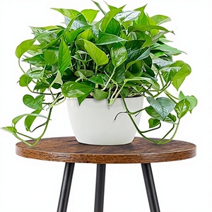 <strong>50cm</strong> Standing Type Wooden &amp; Metal Plant Stand Modern Flower <strong>Shelf</strong> for Living Room Balcony Office (Black Rustic Brown) - Product Image 2