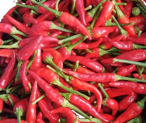 Chiles Rojos Frescos de Alta Calidad, Picantes, de Sulawesi, Indonesia, 2-5 cm, Compra al por Mayor, Especias Crudas, 0.2 kg, 12 Meses - Product Image 1
