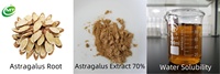 Poudre de supplément naturel à base de plantes pour le soutien de l'immunité Astragalus Membranaceus Extrait