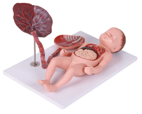 Kit de science médicale Développement de l'embryon humain Modèles de naissance