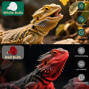Bombilla de Lámpara de Calor para Reptiles R80 de Fábrica, 75 W, 350 lm, Base E26, Luz de Calentamiento para Terrario, Tortuga, Lagarto, Cuidado Uniforme y Cálido - Product Image 5