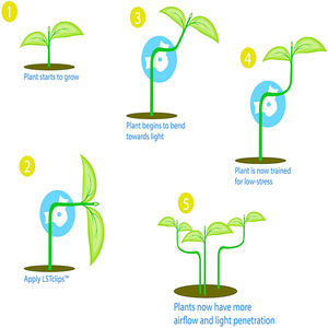 Pince de Traine de tige de <span class=keywords><strong>plante</strong></span> en gros d'usine pour permettre plus de lumière et de flux d'air, pince de cintreuse de <span class=keywords><strong>plante</strong></span> pour la formation à faible Stress - Product Image 4