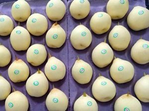 Pera Ya Fresca/Pera Corona, Frutas Dulces y Jugosas, Precio al por Mayor, Exportación Directa de China - Product Image 2