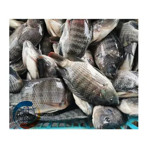 Schwarzer Tilapia frisch gefrorener Tilapia Fisch zum Verkauf