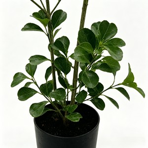Artificial Ficus Bonsai Artificial Banyan <b>Tree</b> <b>Potted</b> Plant Heart-shaped leaves - Product Image 6