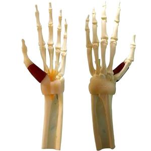 แบบจำลองข้อต่อข้อมือมนุษย์พร้อมกล้ามเนื้อ เอ็น ข้อต่อ และเส้นประสาท สำหรับ<span class=keywords><strong>การ</strong></span>เรียนการสอนทาง<span class=keywords><strong>การ</strong></span>แพทย์ - Product Image 2
