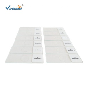 Preparaciones de <span class=keywords><strong>Microscopio</strong></span> de Meiosis de Antérido de <span class=keywords><strong>Cebolla</strong></span>, 12 Piezas, Diapositivas de Botánica Preparadas para <span class=keywords><strong>Microscopio</strong></span>, Diapositivas de Estudio Biológico para Estudiantes - Product Image 3