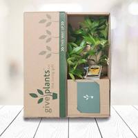 Boîte d'expédition durable pour livres, en carton ondulé, pour l'emballage de bandes dessinées et de magazines