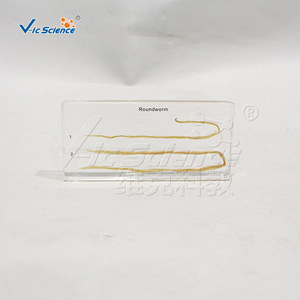 Espécimes encapsulados de ascarinas macho y hembra; material didáctico para experimentos de biología; espécimes de observación científica para - Product Image 1