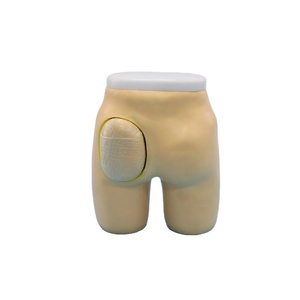 ADA-H4T, humano, anatomico, haunch, musculoso, modelos médicos - Product Image 1