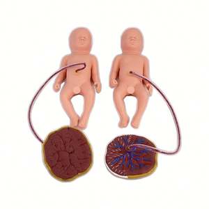Kyrenmed Geavanceerde Levering Uitgebreide Vaardigheidstraining Model Foetale Bevalling En Verloskundige Onderwijsmodel Moederopleiding - Product Image 4