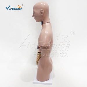 Modèle anatomique de torse asexuel en PVC de 50 cm avec 12 pièces pour l'enseignement des sciences médicales - Product Image 3