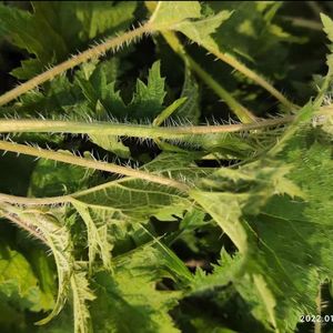 Les racines séchées de tige <span class=keywords><strong>d</strong></span>'ortie piquante de KAIYANGE coupent l'approvisionnement direct organique Best Botanicals Urtica Fissa E. <span class=keywords><strong>Tisane</strong></span> Pritz - Product Image 5