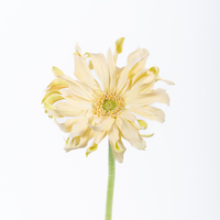 Bunga Daisy Gerbera sentuhan asli buatan tangan kualitas tinggi dekorasi rumah pernikahan buatan tangan untuk meja Natal wisuda