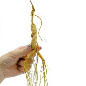 <span class=keywords><strong>Ginseng</strong></span> Liar Simulasi Usia 6 Tahun Grosir 10g Kotak Hadiah Dari Gunung Changbai Kelas Makanan - Product Image 2