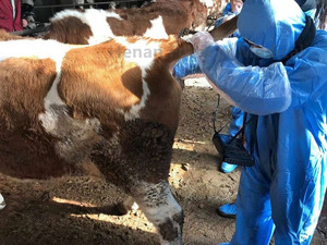 Échographe Vétérinaire Portable FOREVERMED pour Animaux d'Élevage <span class=keywords><strong>Ovin</strong></span> Bovin Porcin – Machine d'<span class=keywords><strong>Échographie</strong></span> Palmar pour Test de Gestation - Product Image 3