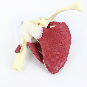 Modelo de Ciencia Médica a Escala Real de Articulación del Hombro <span class=keywords><strong>Humano</strong></span> con Músculos <span class=keywords><strong>y</strong></span> Ligamentos - Product Image 4