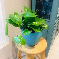 Vente en gros Conteneur pour plantes décoratives, fleurs et herbes aromatiques, dessus carré, jardinière en plastique pour jardin de fleurs, grand carré avec soucoupe