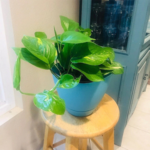 Venta al por mayor plantas decorativas flores hierbas contenedor cuadrado superior plástico flor jardín <span class=keywords><strong>grande</strong></span> cuadrado plástico maceta con platillo - Product Image 6