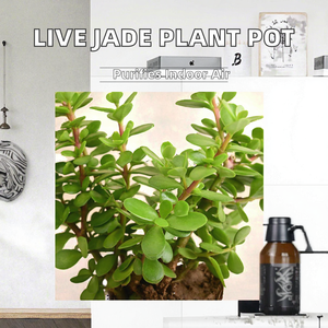<span class=keywords><strong>Planta</strong></span> <span class=keywords><strong>de</strong></span> <span class=keywords><strong>Jade</strong></span> Viva en Maceta |   Suculenta <span class=keywords><strong>de</strong></span> la Buena Suerte, Feng Shui, para el <span class=keywords><strong>Dinero</strong></span> |   <span class=keywords><strong>Planta</strong></span> Purificadora <span class=keywords><strong>de</strong></span> Aire <span class=keywords><strong>de</strong></span> Bajo Mantenimiento para Interiores/Exteriores, para Decoración <span class=keywords><strong>de</strong></span> Oficinas - Product Image 3
