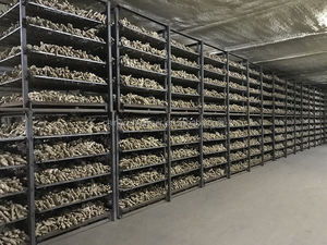 Pembeli jahe baru impor dari pabrik Cina harga rendah - Product Image 5