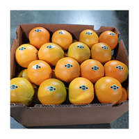 Jeruk Naval Segar Panen Baru Buah Manis Jeruk Segar Jeruk Mandarin Segar