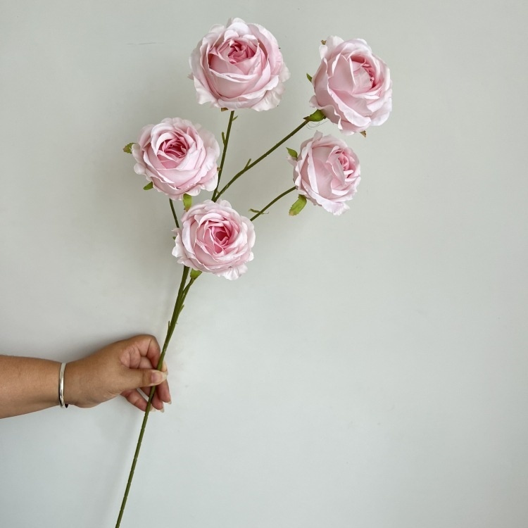 #7 rosa