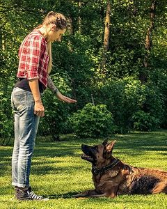 Collar de entrenamiento para perros eléctrico impermeable IPX7 recargable de 3500FT con control remoto 4 modos de entrenamiento Construcción de plástico