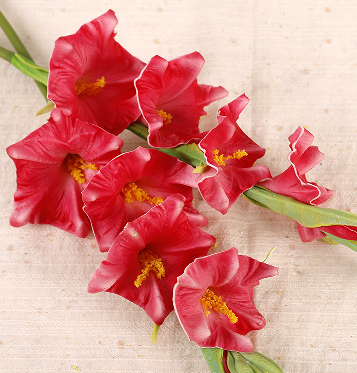 กุหลาบแดง