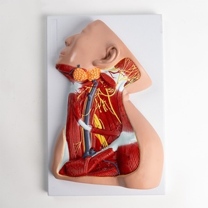 Modelo Anatómico 1:1 de Cabeza <span class=keywords><strong>y</strong></span> <span class=keywords><strong>Cuello</strong></span>, Músculos, Vasos Sanguíneos <span class=keywords><strong>y</strong></span> Nervios, Modelo de Enseñanza de los Músculos Profundos del <span class=keywords><strong>Hombro</strong></span> <span class=keywords><strong>y</strong></span> del Pecho - Product Image 3