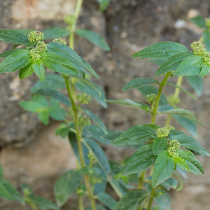 מיובש חלבלוב hirta דשא Pantropical עשבים למכירה - Product Image 4