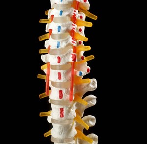 <span class=keywords><strong>Esqueleto</strong></span> de plástico para uso médico, modelo de columna anatómica, modelo de exhibición hospitalaria, para ciencia médica, modelos educativos, YL-126C - Product Image 4