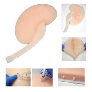 Model tusukan ginjal manusia sains medis dipandu oleh <span class=keywords><strong>Ultrasound</strong></span> untuk latihan B praktek pengajaran perforasi <span class=keywords><strong>Renal</strong></span> ultrasonik - Product Image 5