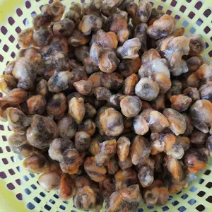 China Frozen Seafood Baby Clam Meat Frozen Clam Meat