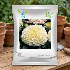 Fleurs fraîches coupées Iris Importées OP Marigold Blanc - Product Image 2