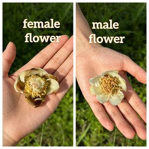 Vente en gros d'usine : Pollen de <span class=keywords><strong>kiwi</strong></span> mâle - Haute pureté et forte viabilité, stimule la pollinisation des kiwis à haut rendement - Product Image 5